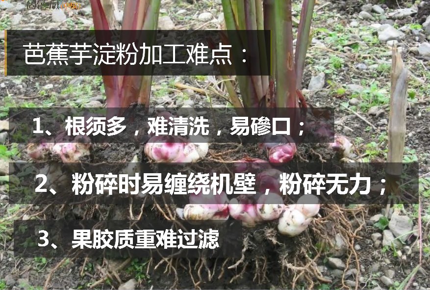 芭蕉芋.JPG