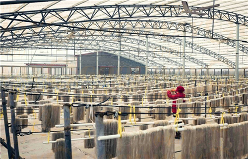 自動化粉條機(jī)開辦粉條粉絲加工廠的前期準(zhǔn)備工作和基本要求